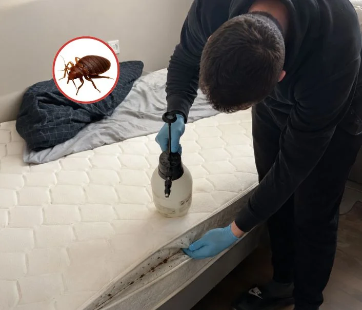 Technicien traitant un matelas contre les punaises de lit à Livry-sur-Seine